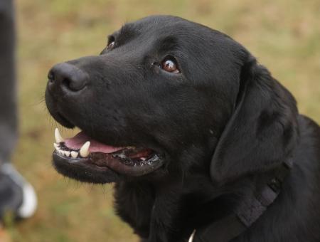 Лабрадор-ретривер по кличке Дарк из Беларуси спас десятки жизней